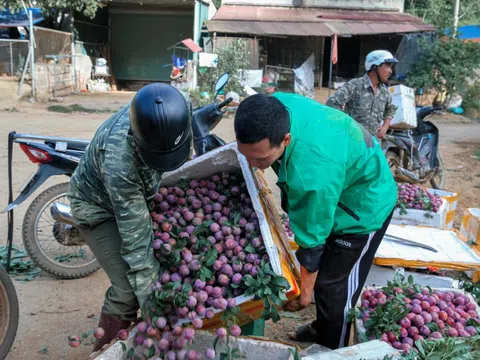 Mận vừa vào mùa đã 'vấp' cảnh rớt giá thê thảm