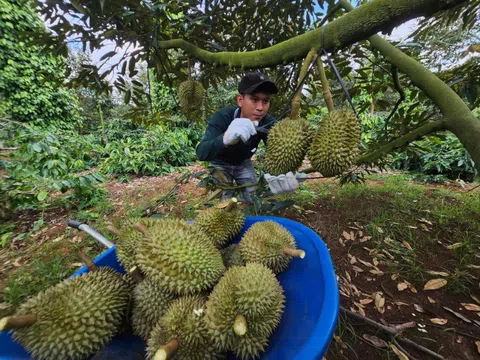 Đại phẫu 'vua' trái cây tỷ USD - bài 3: Sầu riêng bước vào chính vụ, nỗi lo vỡ trận