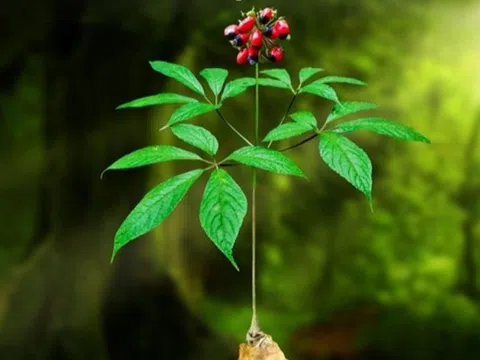 Dược liệu quý hiếm được THACO đặc biệt chú ý