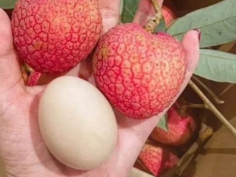 Loại vải hơn 10.000đ/quả, to bằng trứng gà: Người ăn nhận xét "Chưa bao giờ ăn vải nào ngon thế này"