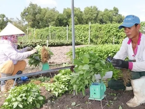 Nông dân Bà Rịa-Vũng Tàu cắt phăng cây lúa để làm giàu nhờ loại rau ‘thơm ngát’: Thu hoạch đến đâu thương lái gom sạch, cả vùng giờ không còn ai nghèo