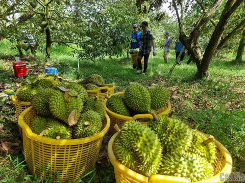Đại phẫu 'vua' trái cây tỷ USD - Kỳ 5: Nước mắt nông dân