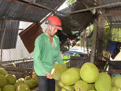 Mít Thái rẻ chưa từng thấy