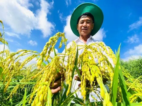 Từ bỏ lúa, nông dân Sóc Trăng trồng thứ ‘nở ra là có tiền’, mỗi ngày thu 10 triệu đồng