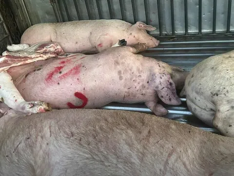 Heo bệnh buộc phải tiêu hủy, người chăn nuôi được hỗ trợ 40.000 đồng/kg hơi
