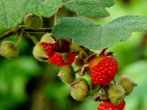 Loại quả từng mọc dại không ai hái, nay lên phố giá 150.000 đồng/kg vẫn 'cháy hàng'