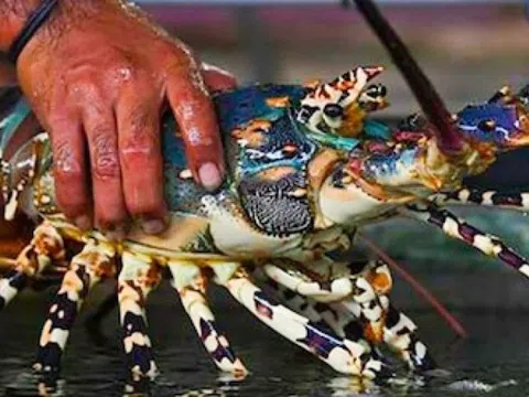 Không phải tôm hùm, đây mới là siêu thực phẩm canxi bán đầy chợ