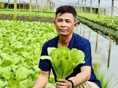Nông dân Cần Thơ thoát nghèo ngoạn mục, thu nhập 50 triệu/tháng nhờ trồng thứ rau trong nhà kính: Nhiều người đua nhau đến học hỏi
