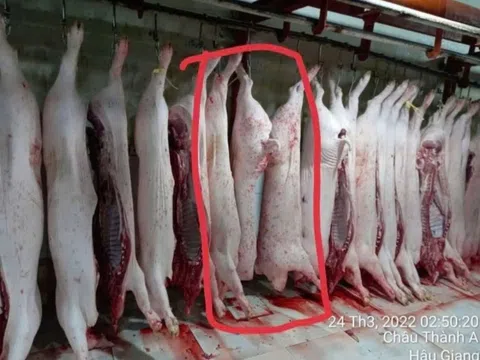 Vụ C.P. Việt Nam bị tố cáo bán thịt heo bệnh: Bộ Công an chính thức vào cuộc