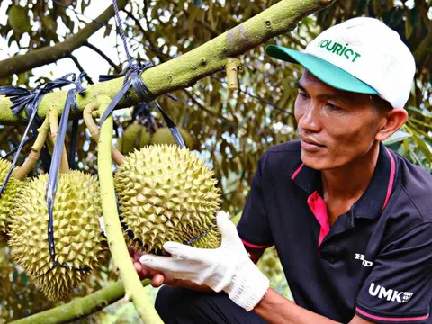 Cảnh trái ngược trên thị trường sầu riêng Lâm Đồng