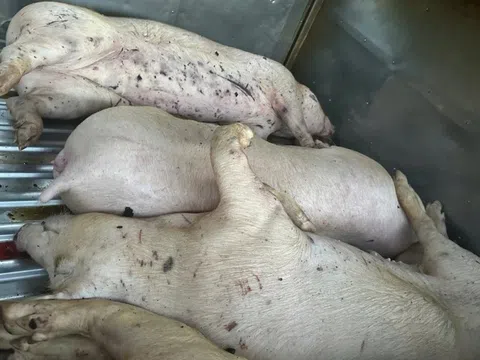 Thông tin liên quan tới heo bệnh phải tiêu hủy