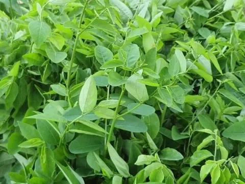 Loại rau bán khắp chợ Việt, giá từ 5.000 đồng/bó mà chứa sắt nhiều gấp 7 lần thịt bò