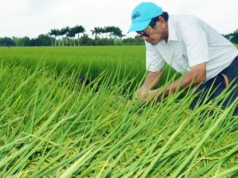 ‘Cha đẻ’ gạo ngon nhất thế giới ST25 ‘mách nước’ cho gần 2.000 hộ dân làm nông theo mô hình truyền thống, dễ chăm lại rất được giá