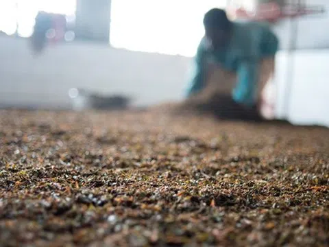 Hàng nghìn tấn "vàng xanh" của Việt Nam được Mỹ săn mua với giá hấp dẫn: Thuế nhập khẩu 10%, nước ta là ông trùm thứ 5 thế giới