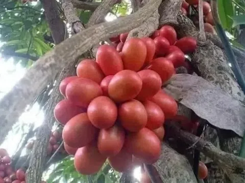 Loại quả mọc hoang được người Việt ăn chơi, nay dân Trung lùng mua với giá tới 500.000 đồng/kg