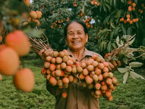Cảm nhận niềm vui lao động qua bộ ảnh người dân thu hoạch vải