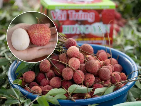 Từng chạm mốc 400.000 đồng/kg, cận cảnh cây vải tổ khiến nhiều người bất ngờ về giống vải trứng