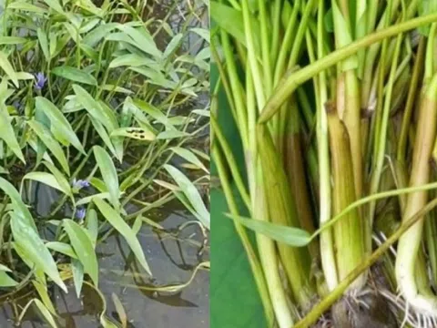 Loại rau không cần chăm bón vẫn mọc tua tủa, chỉ Việt Nam có: Giàu giá trị dinh dưỡng, giá bán lên tới 39.000 đồng/kg