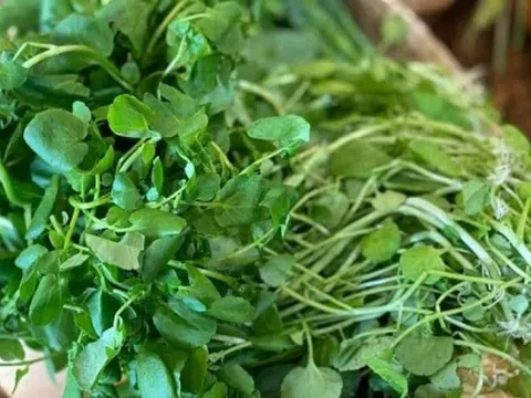 CDC Mỹ chấm 100/100 điểm dinh dưỡng cho loại rau này: Chợ Việt bán đầy 'rẻ đến khó tin', nhiều người không biết mà ăn