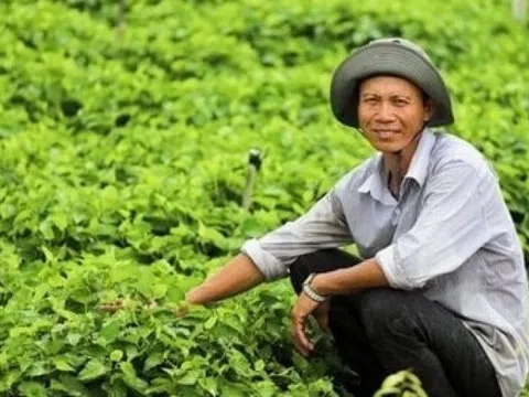 Nông dân Vĩnh Long trở thành đại gia nhờ thứ rau thơm ngát, tốt um ngoài cánh đồng: Thương lái gom đến đâu, lấy tiền đó mua vàng