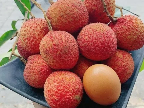 Nông dân Hưng Yên tưng bừng thu hoạch loại quả đặc sản từ cây tổ 200 tuổi, mua tại vườn giá đã 250.000 đồng/kg