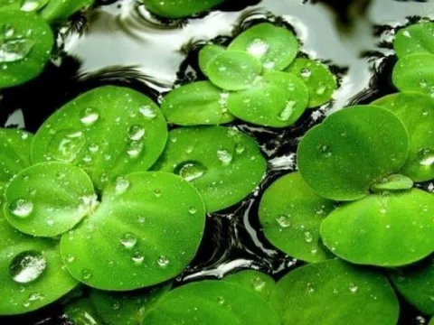 Loại rau người Việt dùng cho lợn ăn hóa ra là 'thịt thực vật', châu Âu chính thức phê duyệt để đưa lên bàn ăn