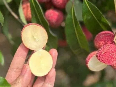 Nông dân trồng vải Việt bất ngờ khi xuất hiện đối thủ từ Trung Quốc giá gần 1 triệu/kg vẫn cháy hàng
