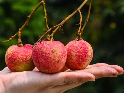 Giá vải thiều Việt Nam có loại đến 600 nghìn đồng/kg, Trung Quốc đứng số 1 về sản lượng