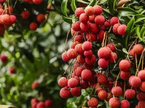 Vải thiều Trung Quốc có loại hơn 1 triệu đồng/kg, thổi lên thành hàng xa xỉ