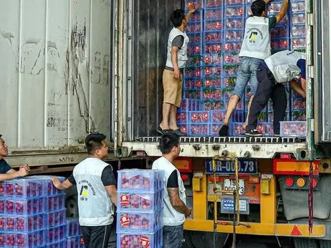 Vải thiều được mùa, nâng tầm xuất khẩu