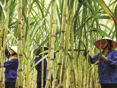 Đường tồn đọng chưa từng có, nhiều nhà máy 'cháy' kho