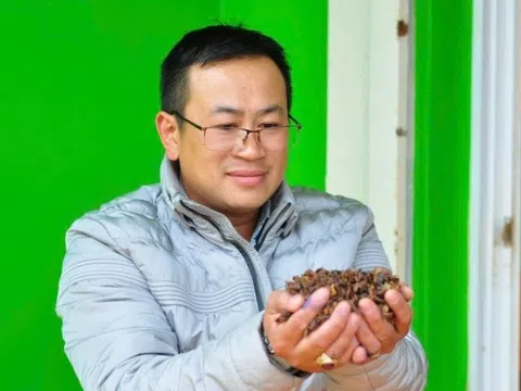 Nông dân Lâm Đồng linh hoạt dùng thứ bỏ đi của cây tỷ đô để thành thức uống, giá bán 800.000 đồng/kg: Sản xuất đến đâu được bao tiêu sạch