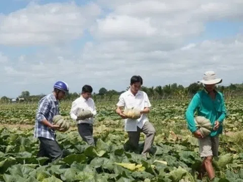 Đất trồng lúa bỏ hoang, nông dân Cà Mau trồng loại cây dây bò ra trái lực lưỡng, giúp thu trăm triệu mỗi vụ