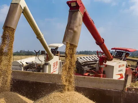 Hàng trăm nghìn tấn 'hạt vàng' từ Mỹ ồ ạt đổ bộ Việt Nam với giá cực rẻ: thuế nhập khẩu 0%, là thứ cả thế giới thèm khát