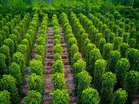 Việt Nam trồng được loại gia vị như "vàng đen" khiến Ấn Độ, Mỹ, Đức đổ xô mua: Đắk Nông cực nhiều