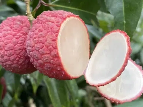 Đắt hơn cả cherry Mỹ, một loại quả quen thuộc ở Việt Nam trở thành thực phẩm xa xỉ ở Trung Quốc