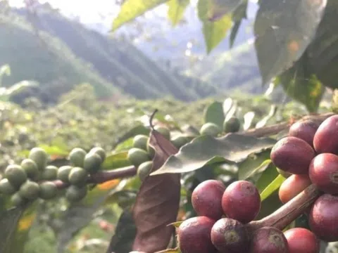 Bài toán mới của nông sản Việt