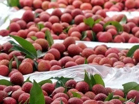 Loại quả ngọt lịm đang vào mùa của Việt Nam 'đấu' với hàng Trung Quốc: Giá trung bình 600.000 đồng/kg vẫn được châu Âu nhập ồ ạt