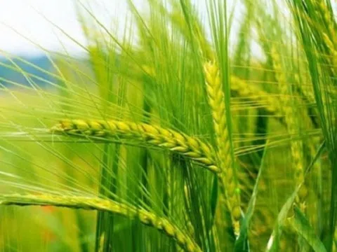 Hàng trăm nghìn tấn 'báu vật' từ Mỹ vừa đổ bộ Việt Nam với giá cực rẻ: Là mặt hàng cả thế giới đều cần