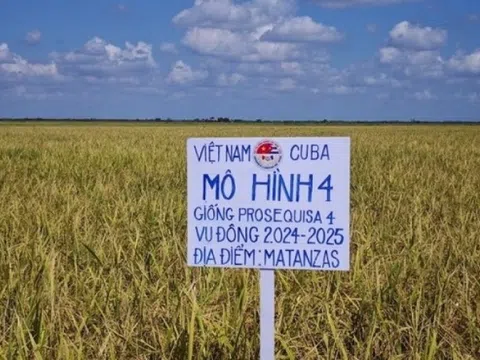 Gần 20 năm hợp lực, 'ngọc trời' Việt Nam trổ bông vàng rực trên đất Cuba