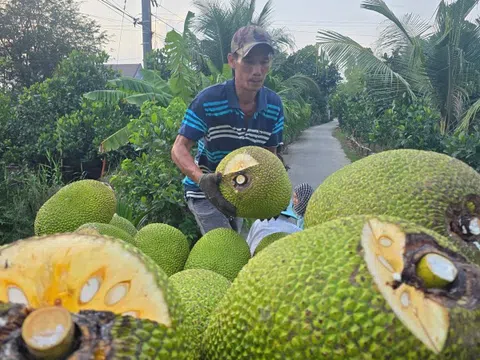 Nhiều loại trái cây rớt giá 'không lối thoát'