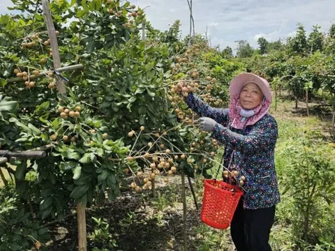 Nông dân Cần Thơ trồng thành công loại quả ăn ngon nức tiếng, sẽ xuất khẩu sang Mỹ trước ngày ‘đón’ Hậu Giang, Sóc Trăng