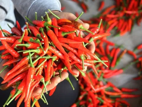 Loại quả trồng khắp Việt Nam là gia vị triệu đô đắt hàng của thế giới: Thu về 4,5 triệu USD chỉ trong 5 tháng, được người Lào mê mẩn