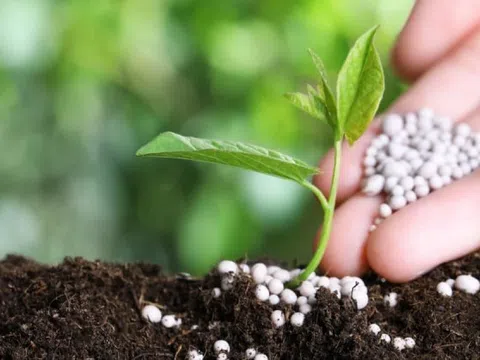 Giá urê tăng nóng do căng thẳng tại Trung Đông, doanh nghiệp phân bón của Việt Nam hưởng lợi?