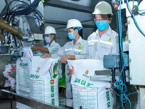 “Đại gia” phân bón Đạm Cà Mau (DCM) sắp chi nghìn tỷ chia cổ tức