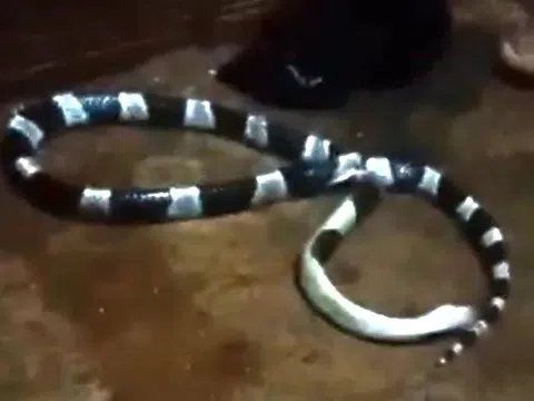 Đang ngủ, bé gái bị rắn độc chui từ điều hòa ra cắn
