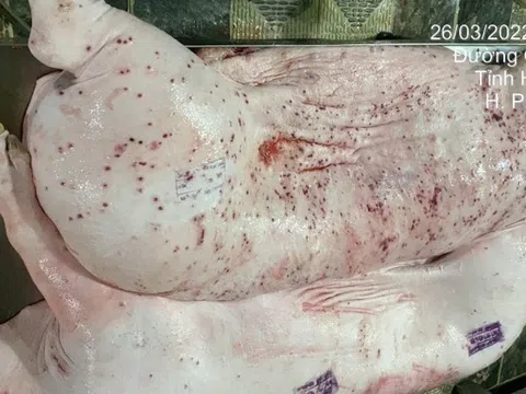 Vụ C.P. Việt Nam: Xem xét kỷ luật cán bộ đóng dấu ‘được lưu thông’ vào heo bệnh
