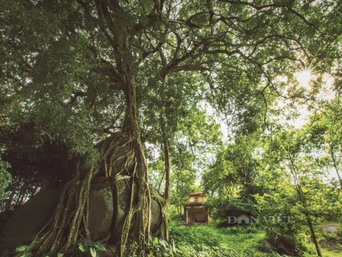 Cây di sản nghìn năm tuổi có dáng độc nhất vô nhị ở Việt Nam: Kiệt tác bonsai thiên tạo