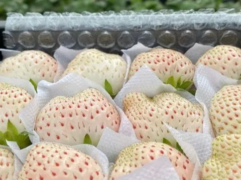 Nông dân Đà Lạt trồng được loại quả cao cấp, ăn thơm mùi sữa, đỉnh điểm bán 2 triệu/kg vẫn cháy hàng