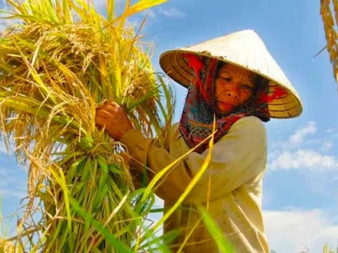Mua nhầm lúa giống giả, nông dân Cà Mau rơi vào vòng xoáy nợ nần